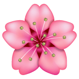 Whatsapp design of the cherry blossom emoji verson:2.23.2.72
