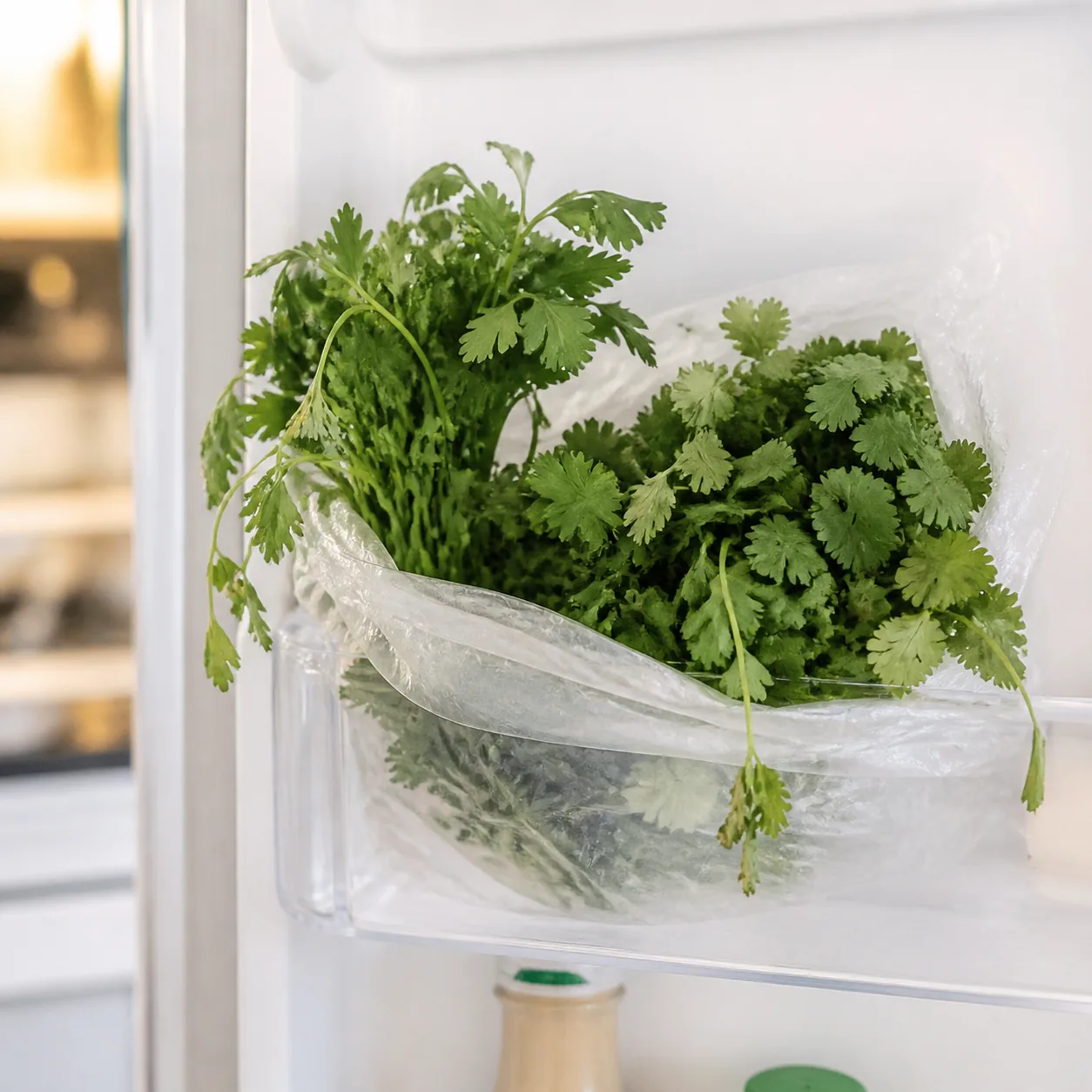 Realistic editorial photo of fresh parsley and cilantro bunches in a loose plastic bag tucked into a refrigerator door s