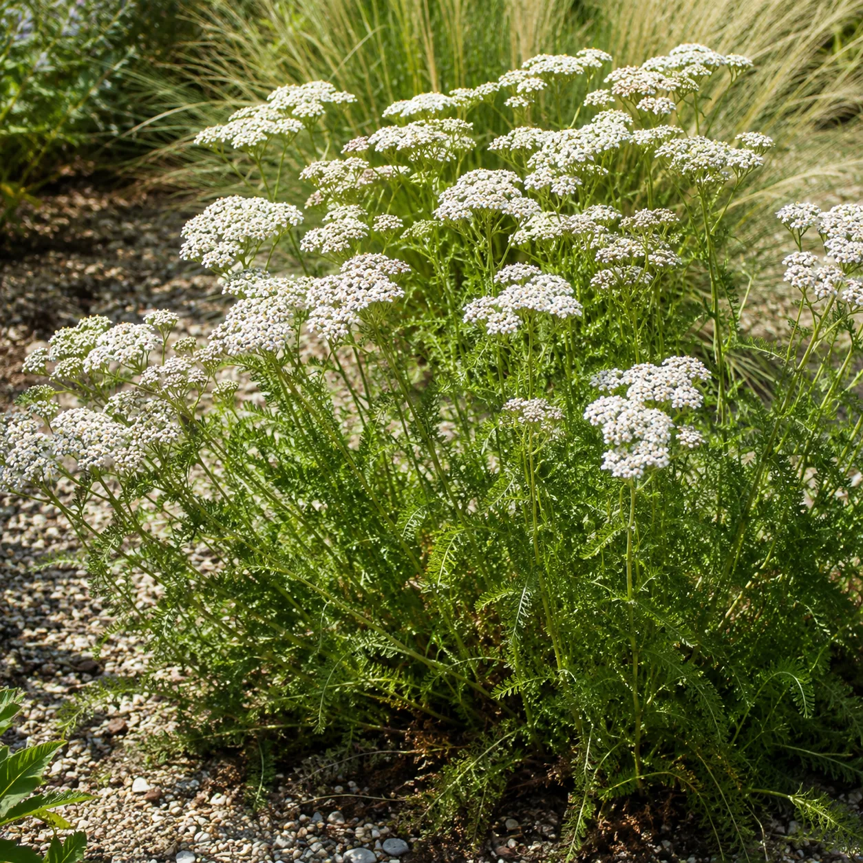Realistic editorial photo of Yarrow growing in sunny drought tolerant flower bed in summer heat, realistic editorial pho