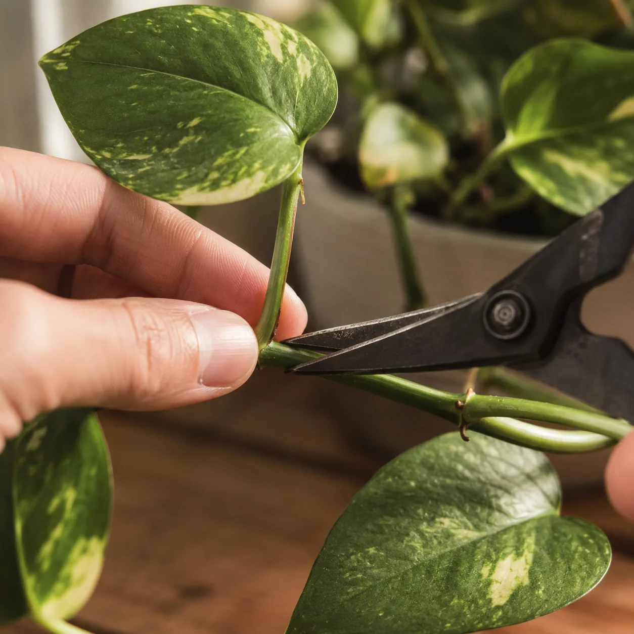 Realistic editorial photo of close up of pruning pothos vine just above a visible leaf node, warm natural light, practic