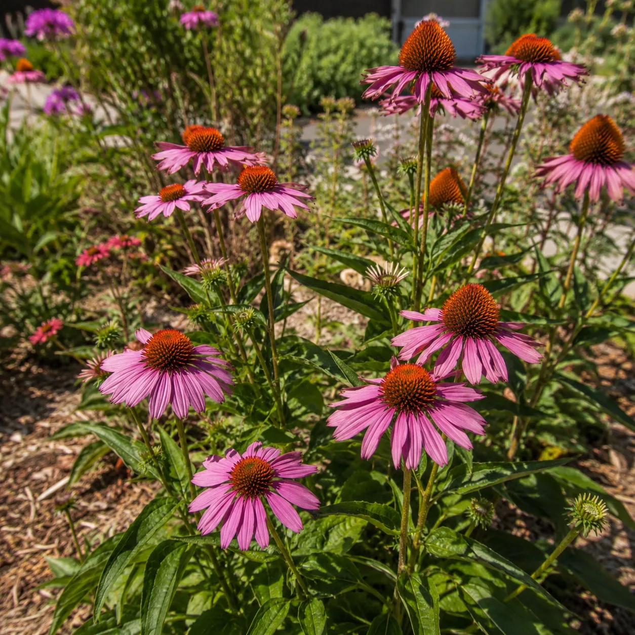 Realistic editorial photo of Purple coneflower growing in sunny drought tolerant flower bed in summer heat, realistic ed