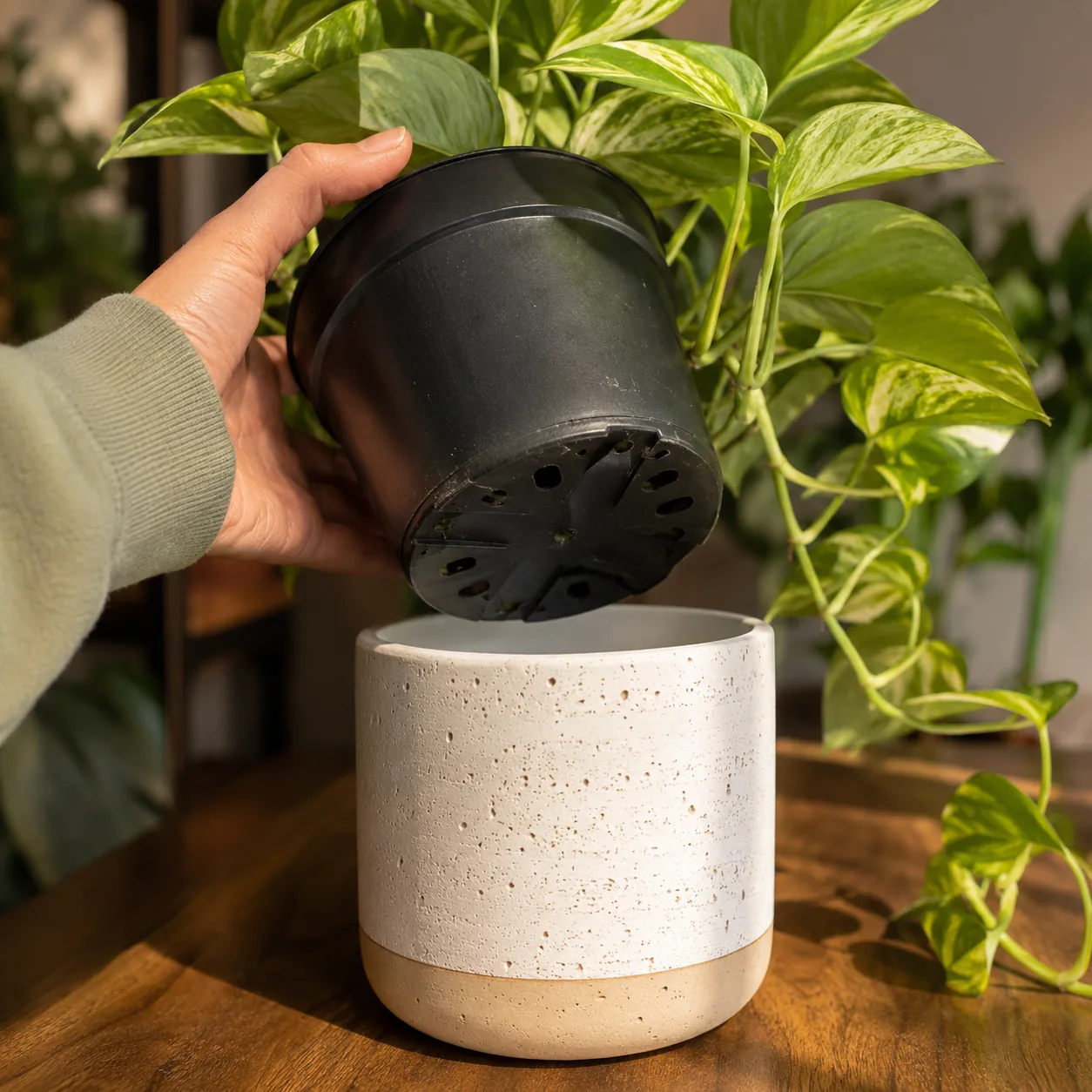 Realistic editorial photo of pothos nursery pot lifted from decorative cachepot showing drainage holes, warm natural lig