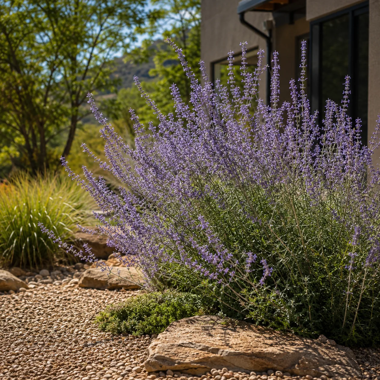 Realistic editorial photo of Russian sage growing in sunny drought tolerant flower bed in summer heat, realistic editori