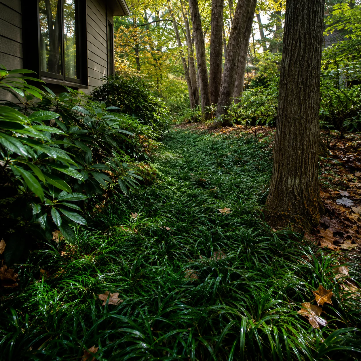Realistic editorial photo of Japanese forest grass with moisture growing in dry shady side yard under mature trees plant