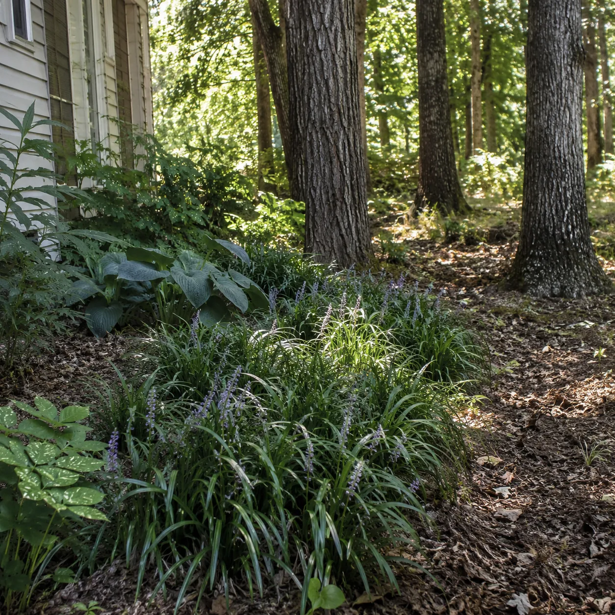 Realistic editorial photo of Liriope growing in dry shady side yard under mature trees planted with shade tolerant plant