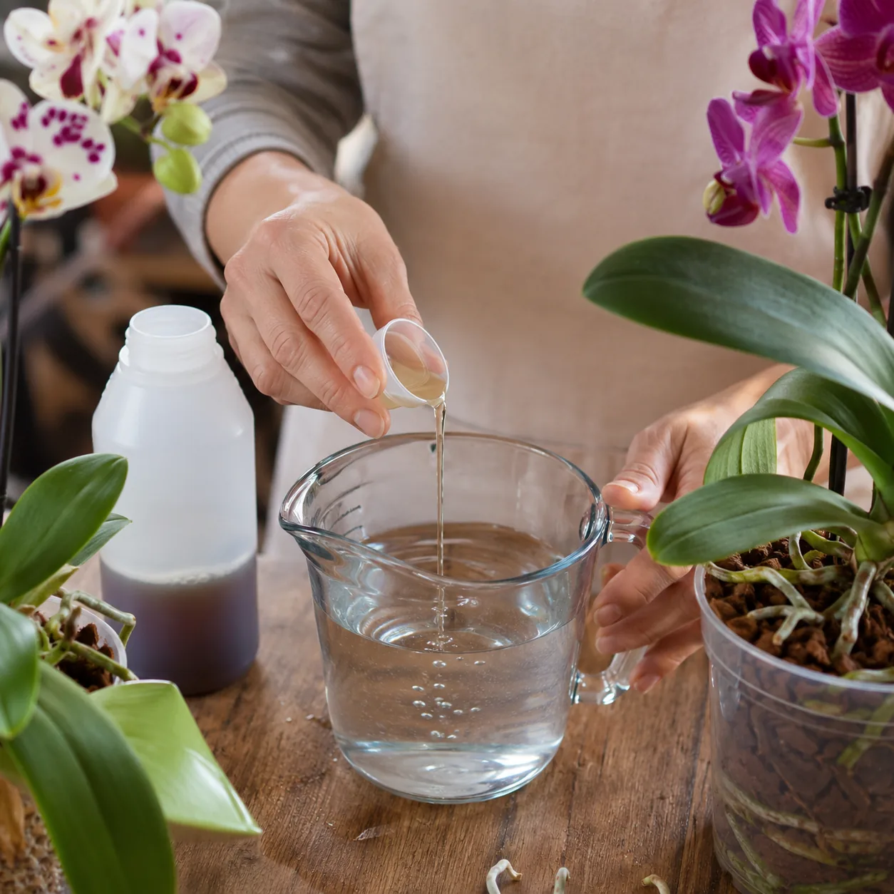 Realistic editorial photo of diluted orchid fertilizer being mixed for houseplant feeding, warm natural light, practical