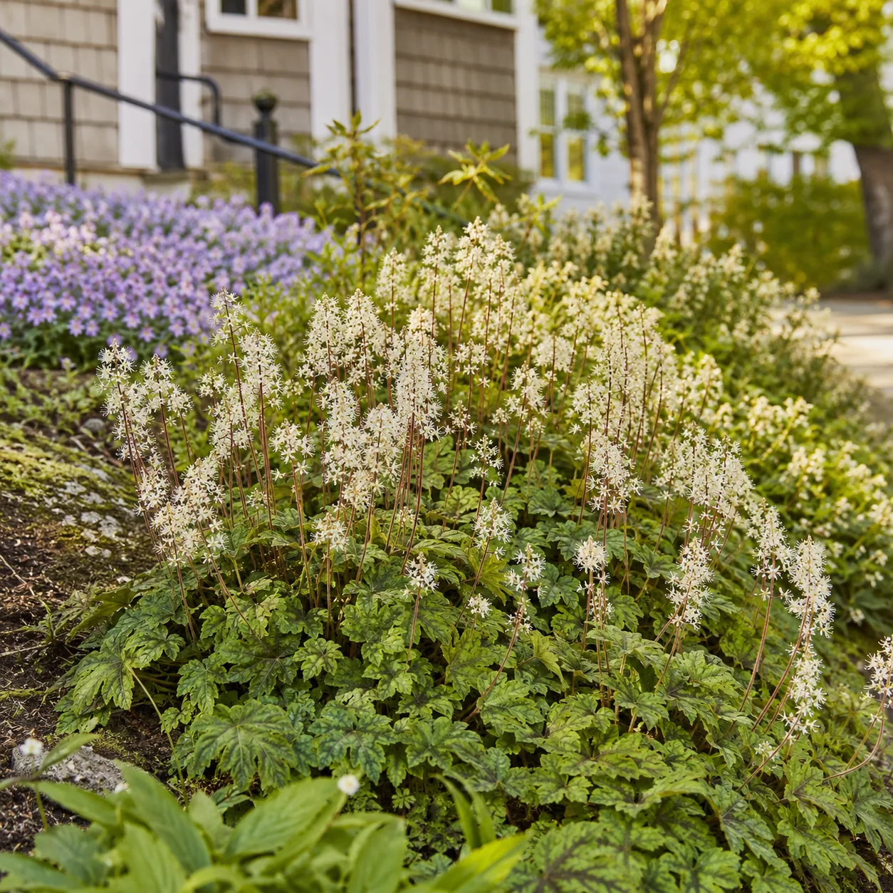 Realistic editorial photo of Foamflower growing in sloped front yard planted with controlled ground covers, realistic ed