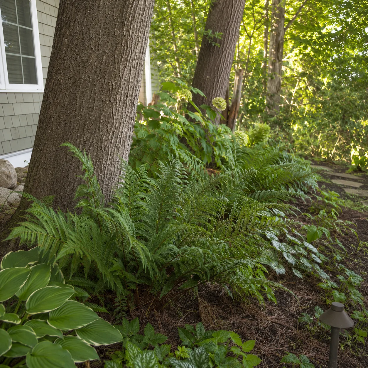 Realistic editorial photo of Christmas fern growing in dry shady side yard under mature trees planted with shade toleran