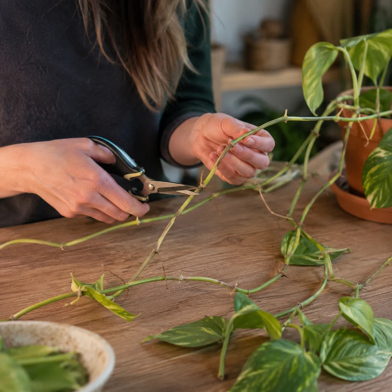 Realistic editorial photo of long bare pothos vine being trimmed back on a table, warm natural light, practical home gar
