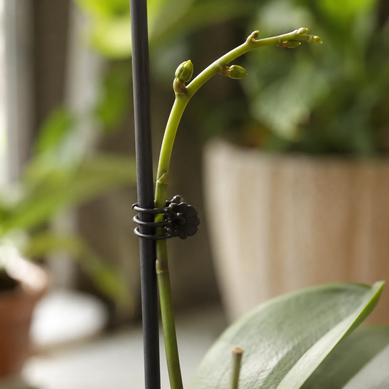 Realistic editorial photo of young orchid flower spike gently clipped to support stake, warm natural light, practical ho