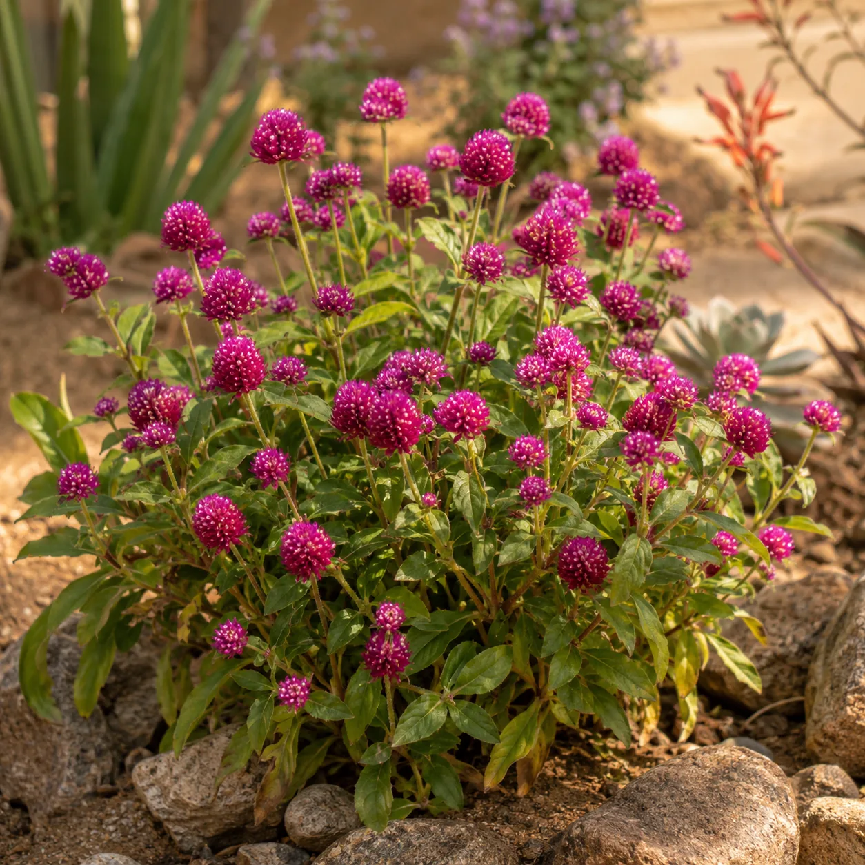 Realistic editorial photo of Gomphrena growing in sunny drought tolerant flower bed in summer heat, realistic editorial 