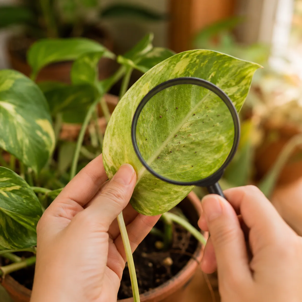Realistic editorial photo of close inspection of pothos leaf underside for tiny houseplant pests, warm natural light, pr