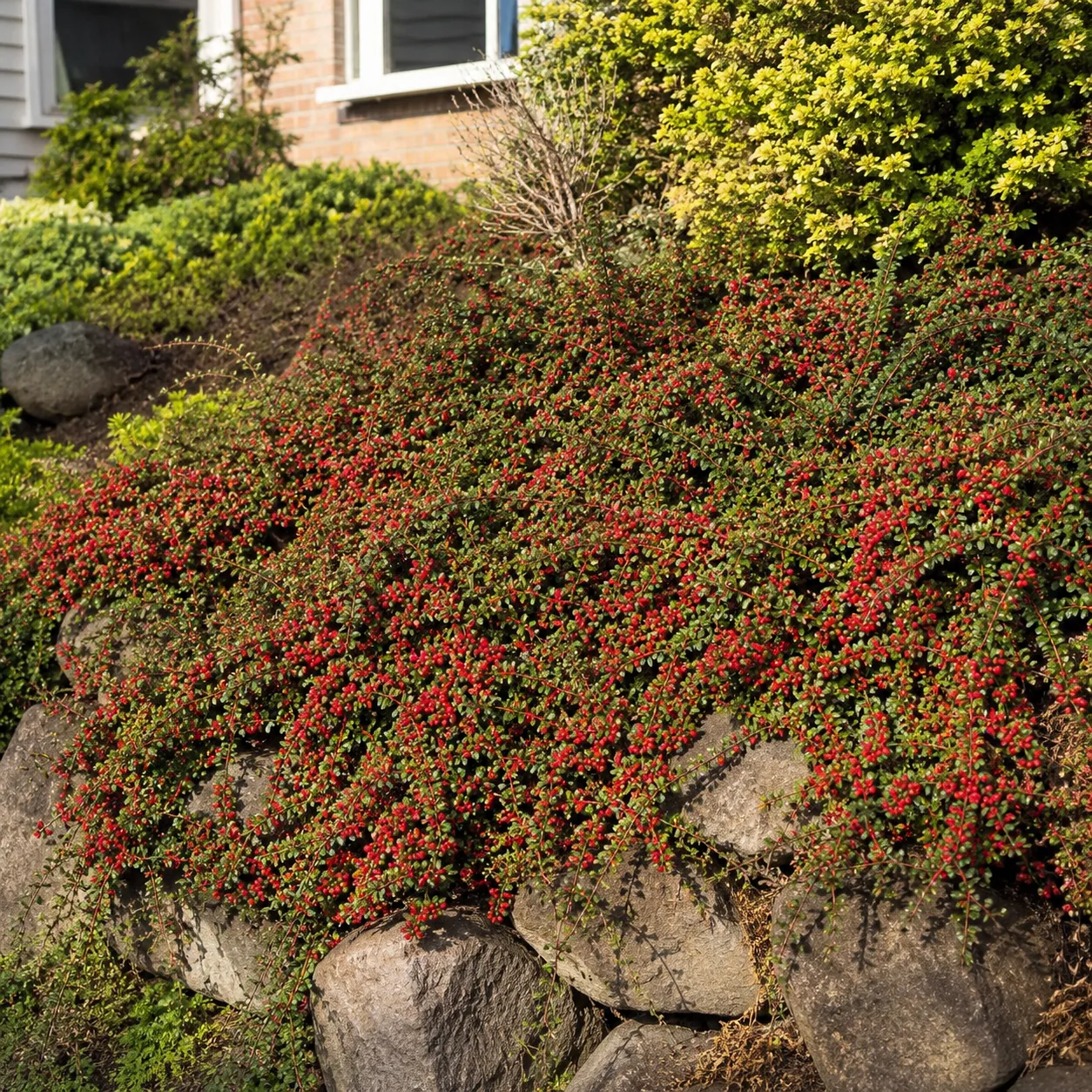 Realistic editorial photo of Cotoneaster on sunny banks growing in sloped front yard planted with controlled ground cove