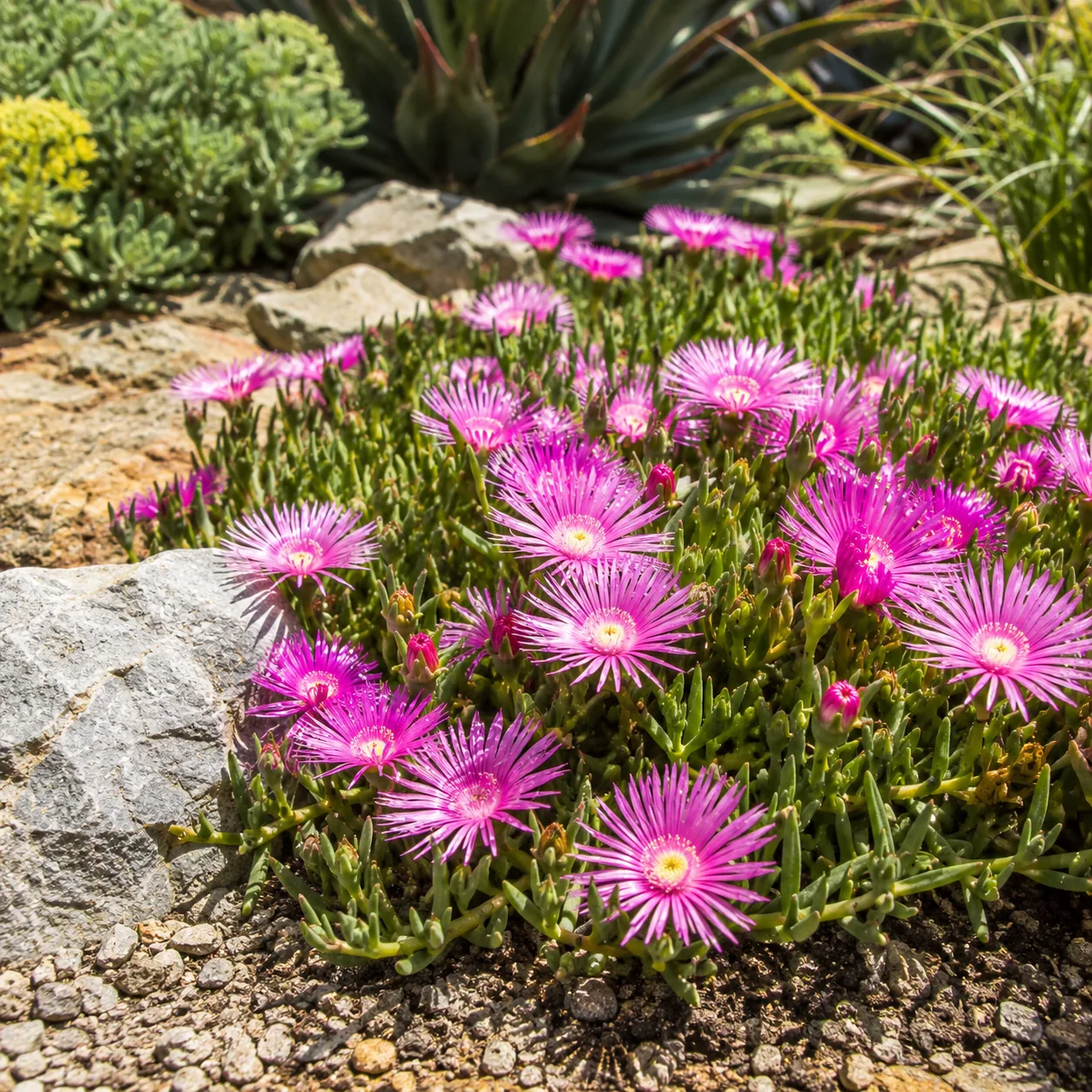 Realistic editorial photo of Ice plant growing in sunny drought tolerant flower bed in summer heat, realistic editorial 