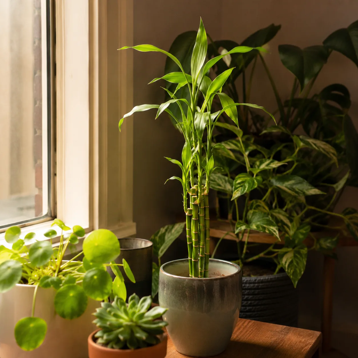 Realistic editorial photo of Lucky bamboo growing in low light room corner with houseplants near a window, realistic edi