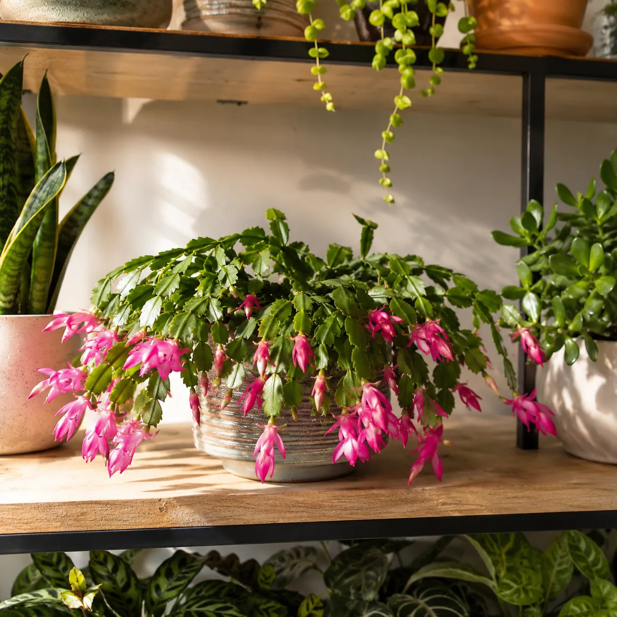 Realistic editorial photo of Christmas cactus growing in bright indoor shelf with low maintenance houseplants, realistic