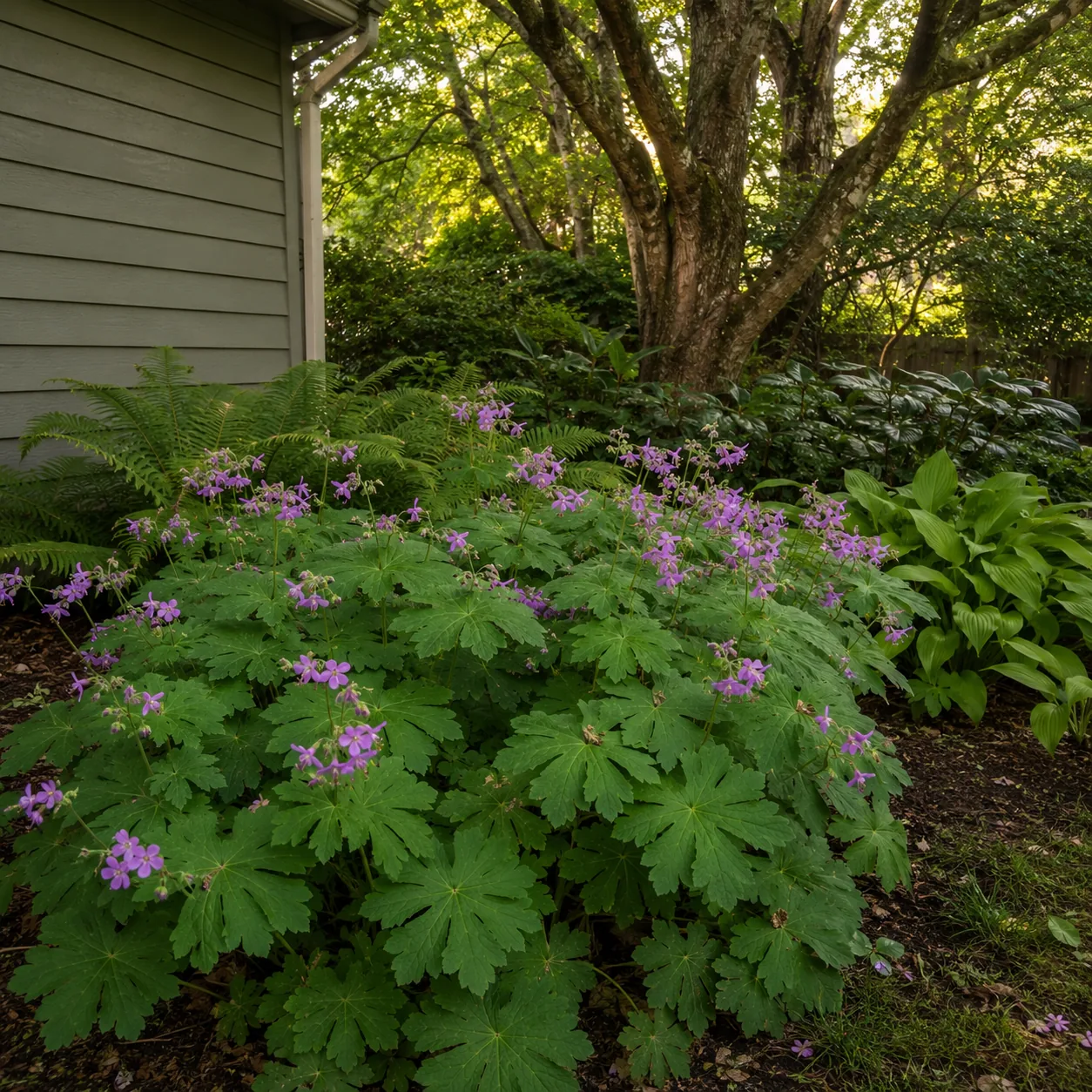 Realistic editorial photo of Bigroot geranium growing in dry shady side yard under mature trees planted with shade toler