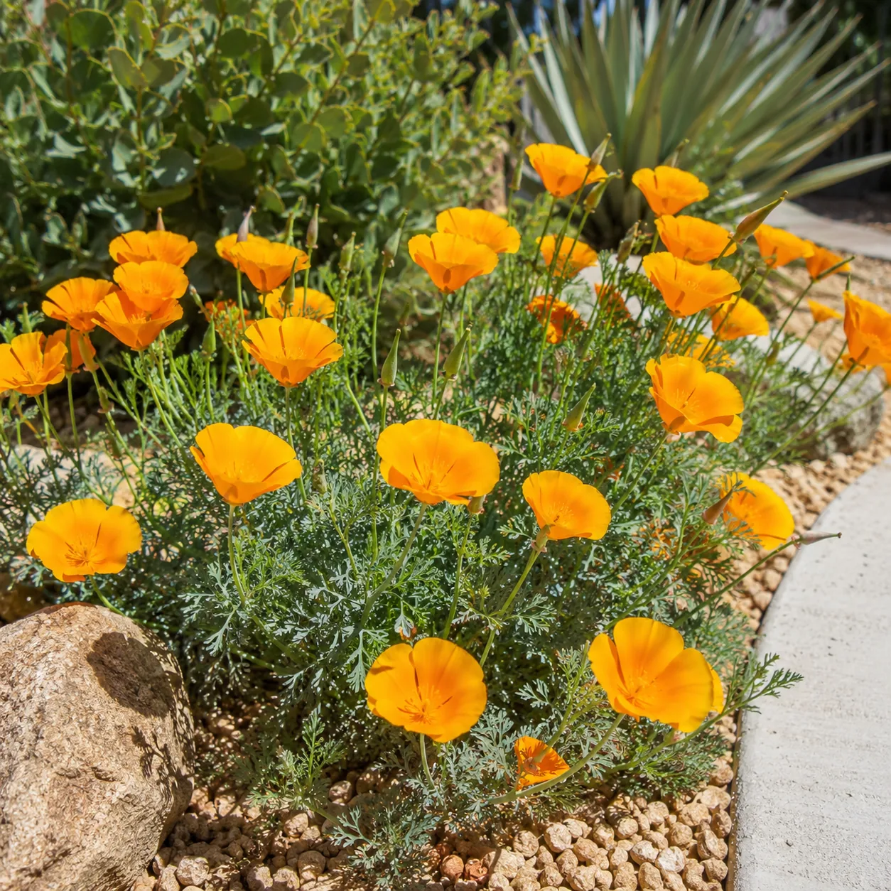 Realistic editorial photo of California poppy growing in sunny drought tolerant flower bed in summer heat, realistic edi