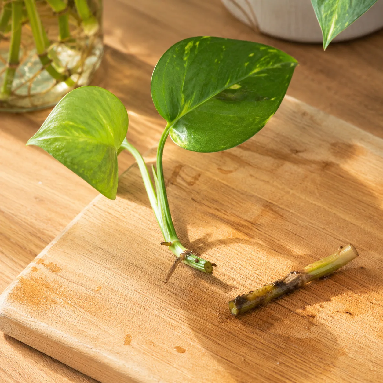 Realistic editorial photo of healthy green pothos cutting separated from mushy damaged stem section, warm natural light,