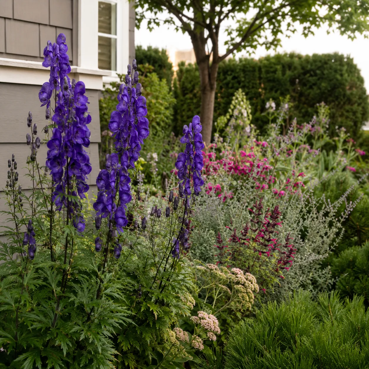 Realistic editorial photo of Monkshood with caution growing in front yard border with deer resistant flowering plants, r