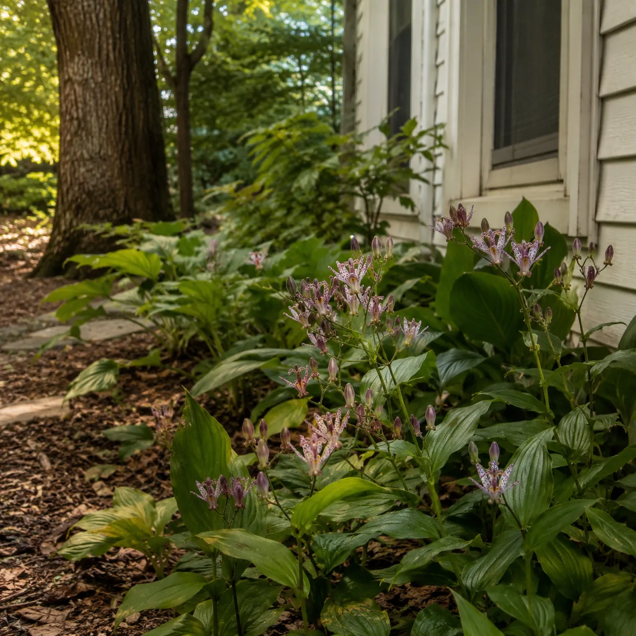 Realistic editorial photo of Toad lily growing in dry shady side yard under mature trees planted with shade tolerant pla