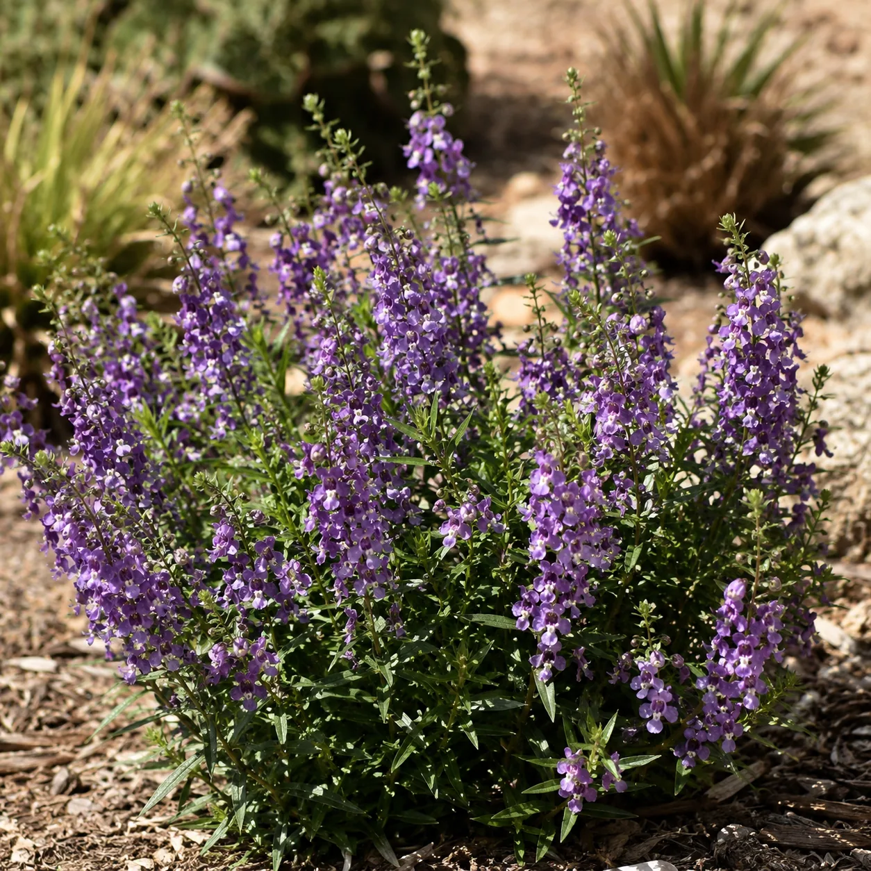 Realistic editorial photo of Angelonia growing in sunny drought tolerant flower bed in summer heat, realistic editorial 