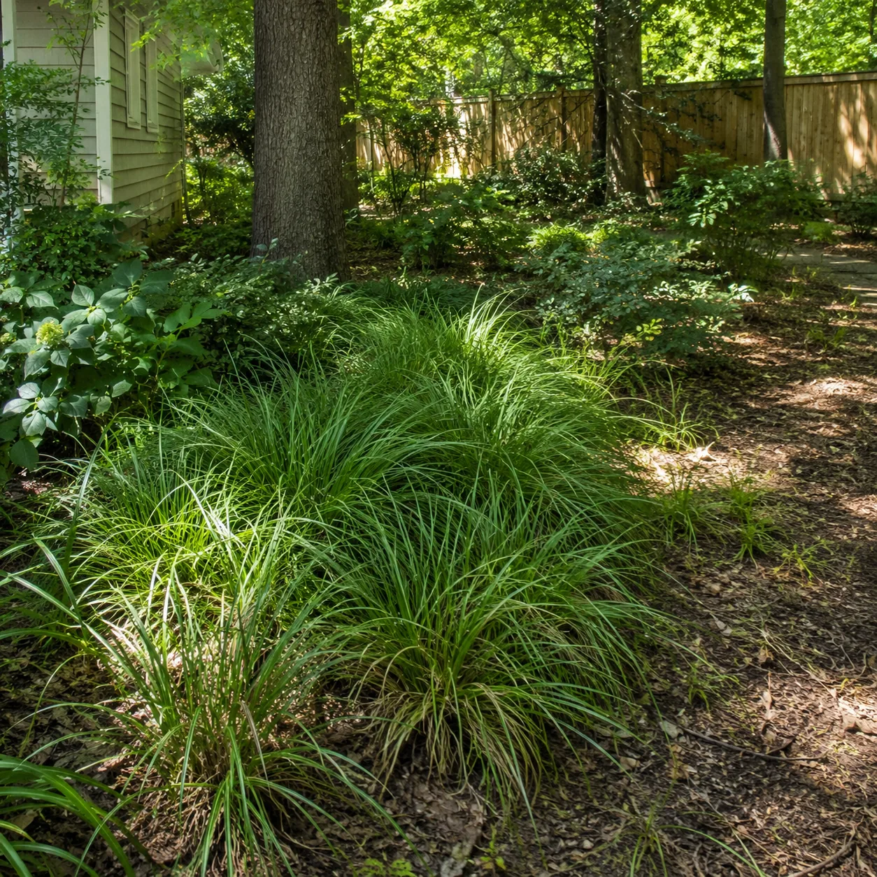 Realistic editorial photo of Oak sedge growing in dry shady side yard under mature trees planted with shade tolerant pla