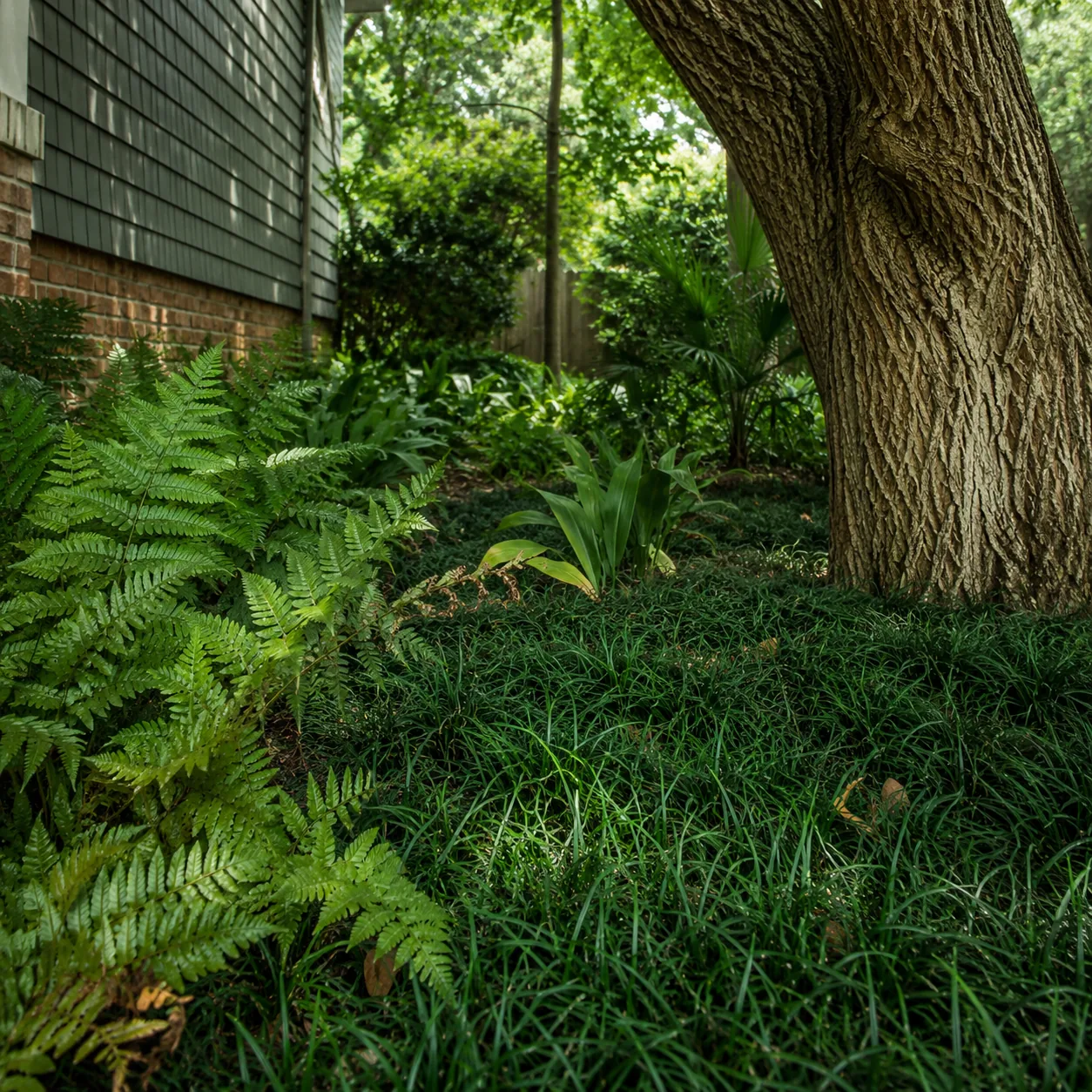 Realistic editorial photo of Dwarf mondo grass growing in dry shady side yard under mature trees planted with shade tole