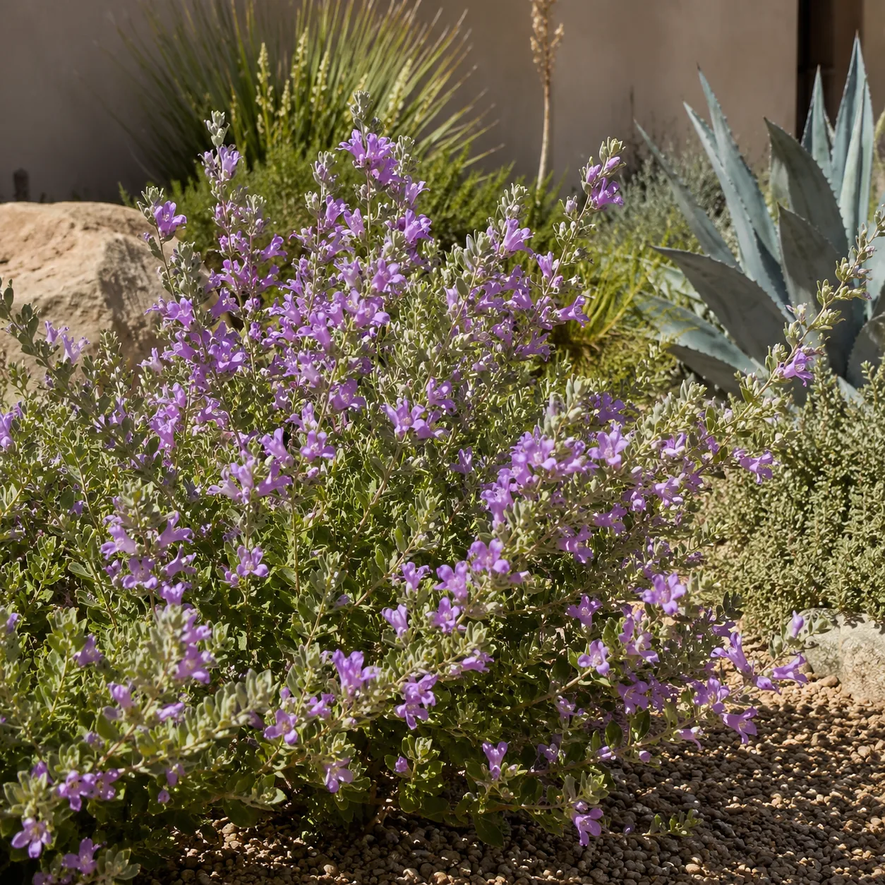 Realistic editorial photo of Texas sage growing in sunny drought tolerant flower bed in summer heat, realistic editorial