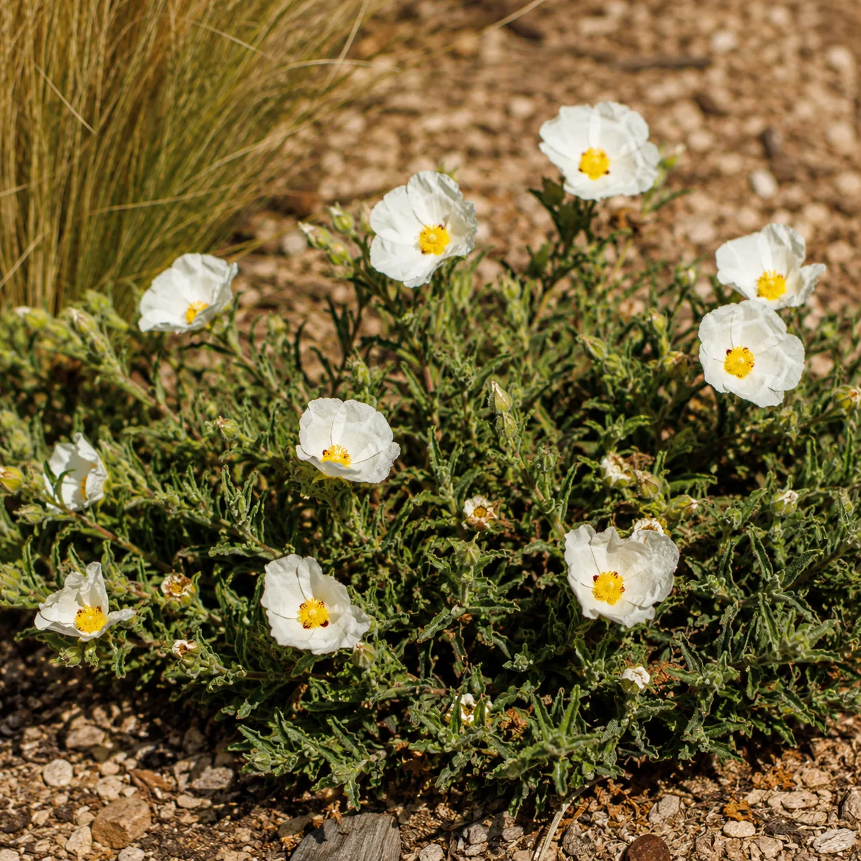 Realistic editorial photo of Rock rose growing in sunny drought tolerant flower bed in summer heat, realistic editorial 