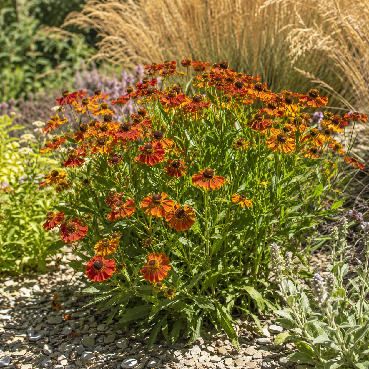 Realistic editorial photo of Helenium growing in sunny drought tolerant flower bed in summer heat, realistic editorial p