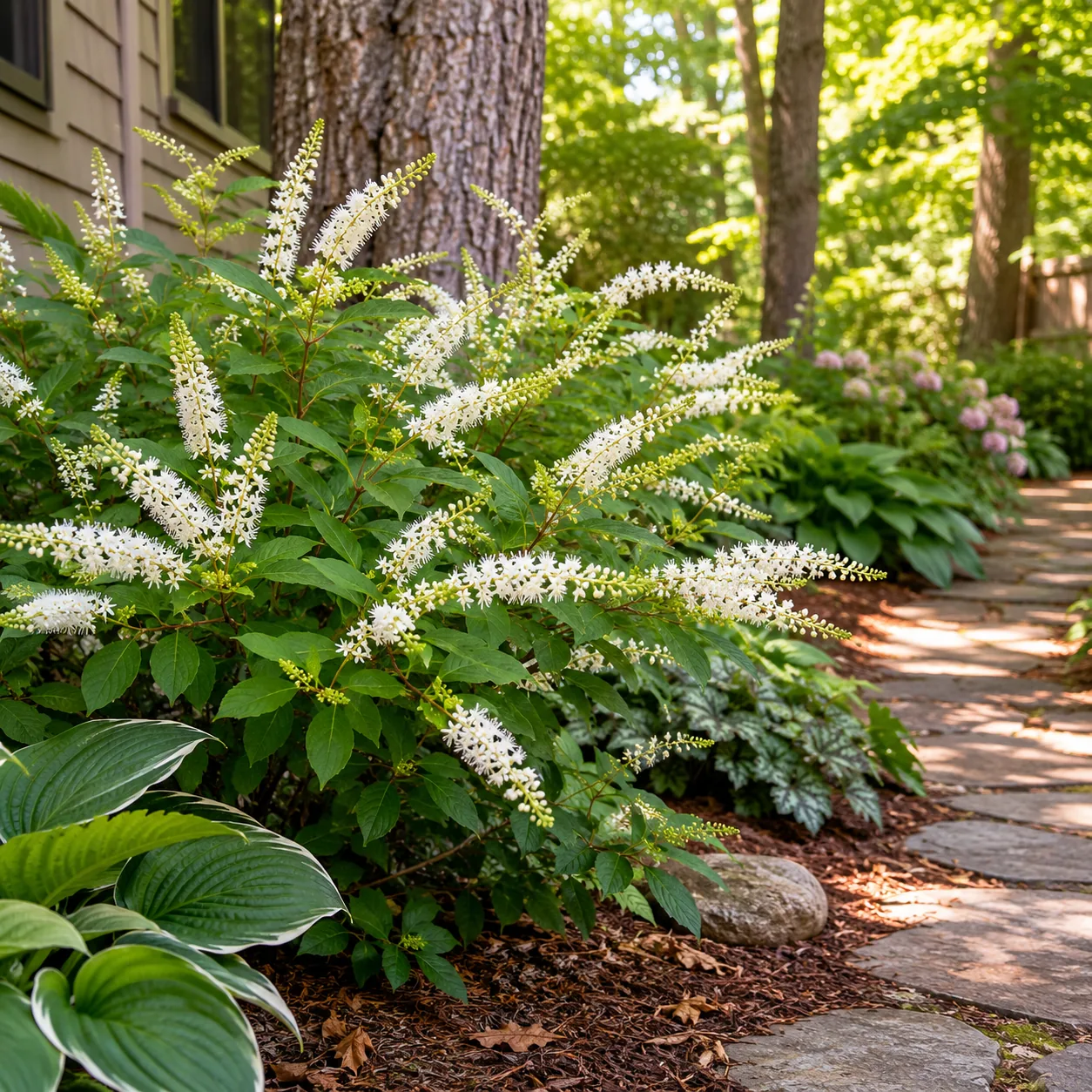 Realistic editorial photo of Itea on shade edges growing in dry shady side yard under mature trees planted with shade to