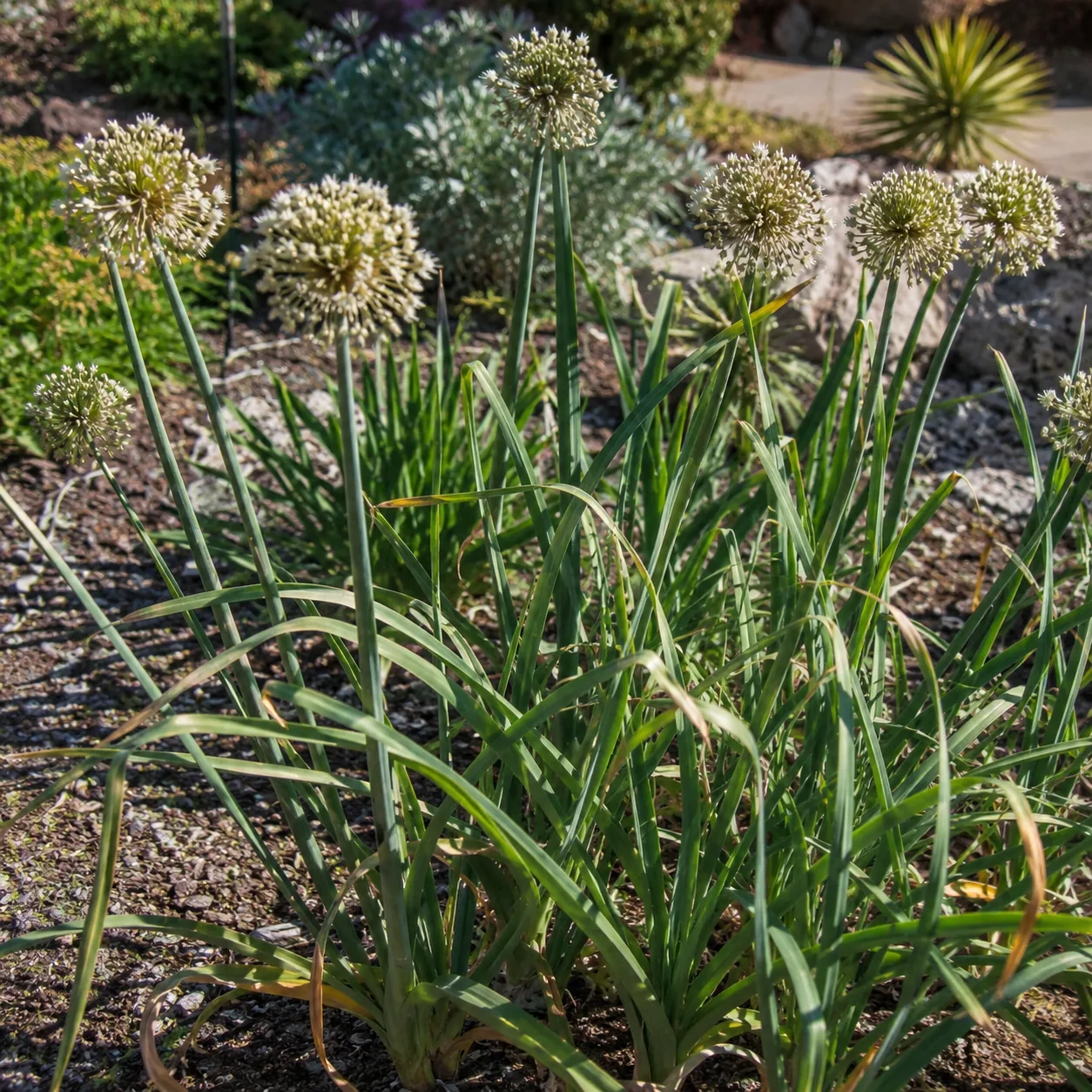 Realistic editorial photo of Society garlic growing in sunny drought tolerant flower bed in summer heat, realistic edito