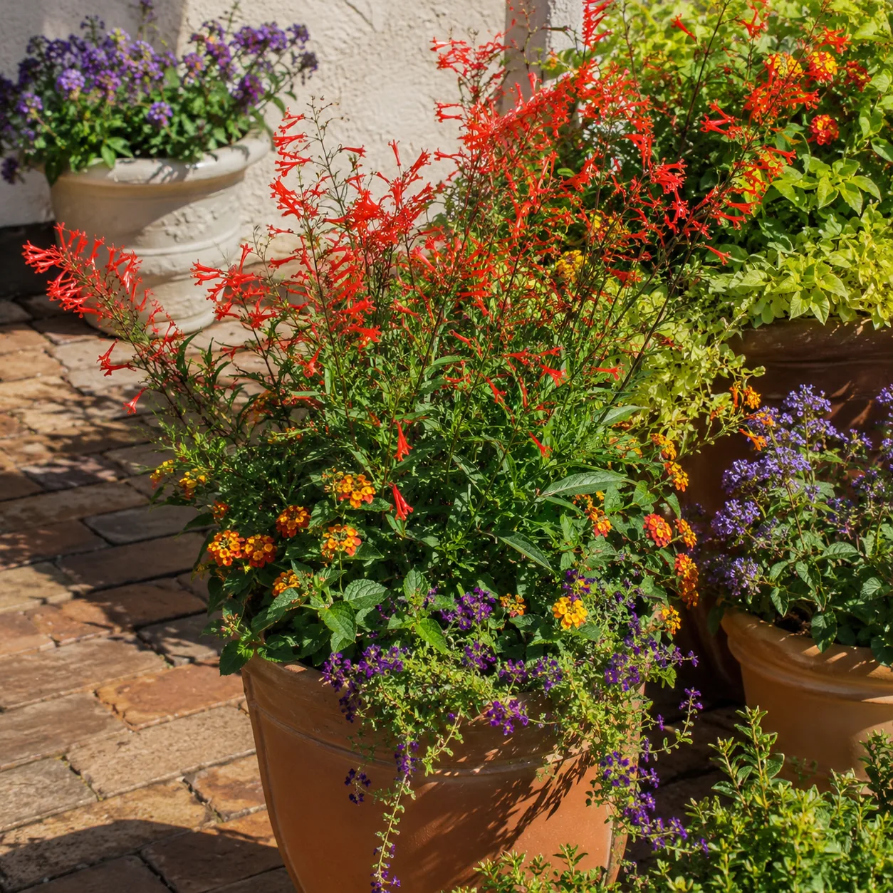 Realistic editorial photo of Firecracker plant growing in sunny patio containers with heat tolerant flowering plants, re