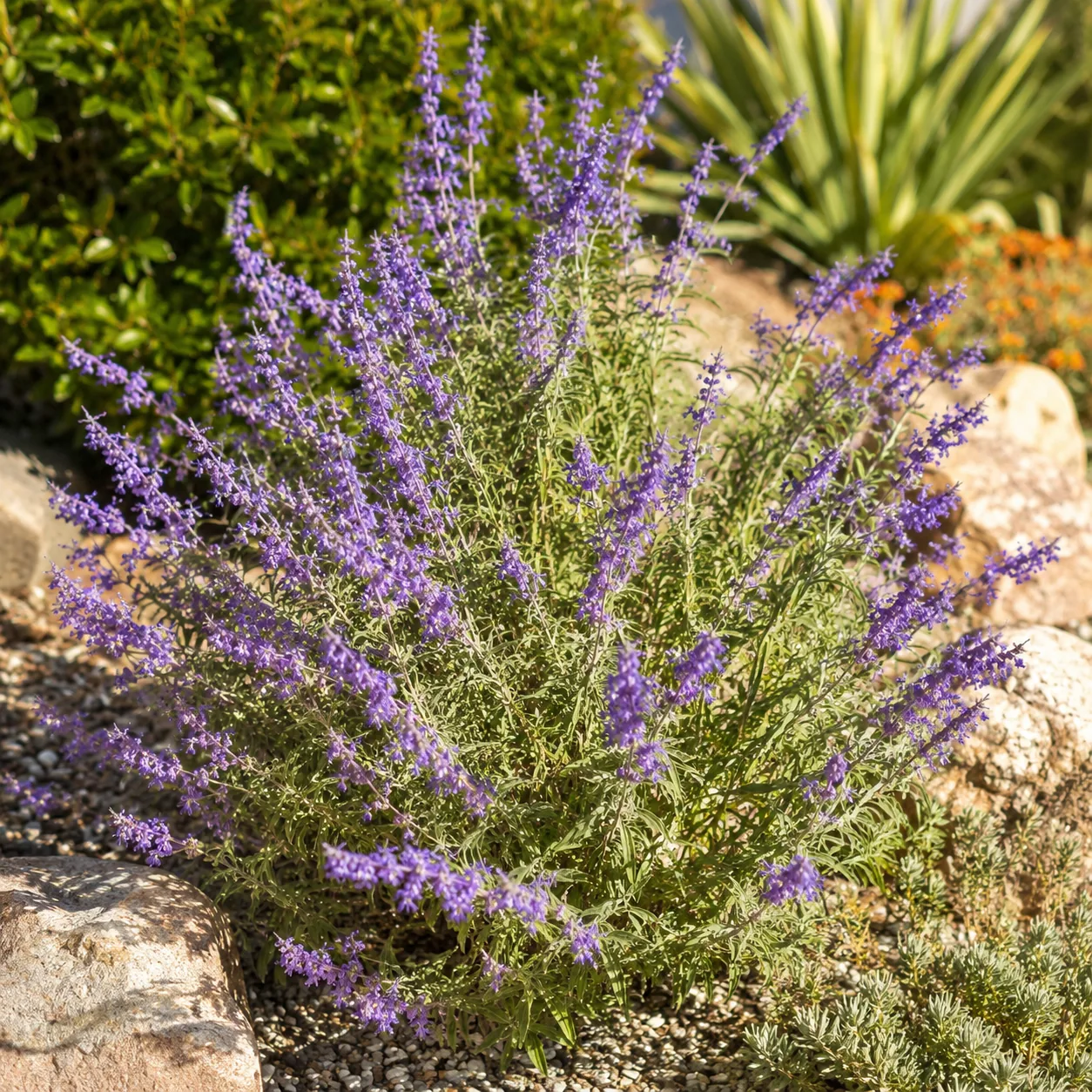 Realistic editorial photo of Mexican bush sage growing in sunny drought tolerant flower bed in summer heat, realistic ed