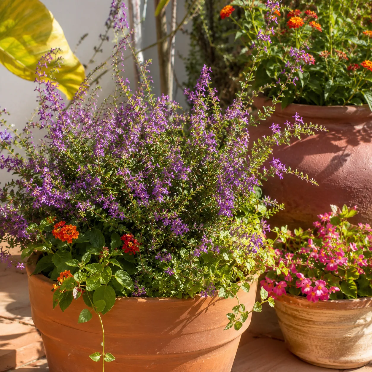 Realistic editorial photo of Mexican heather growing in sunny patio containers with heat tolerant flowering plants, real
