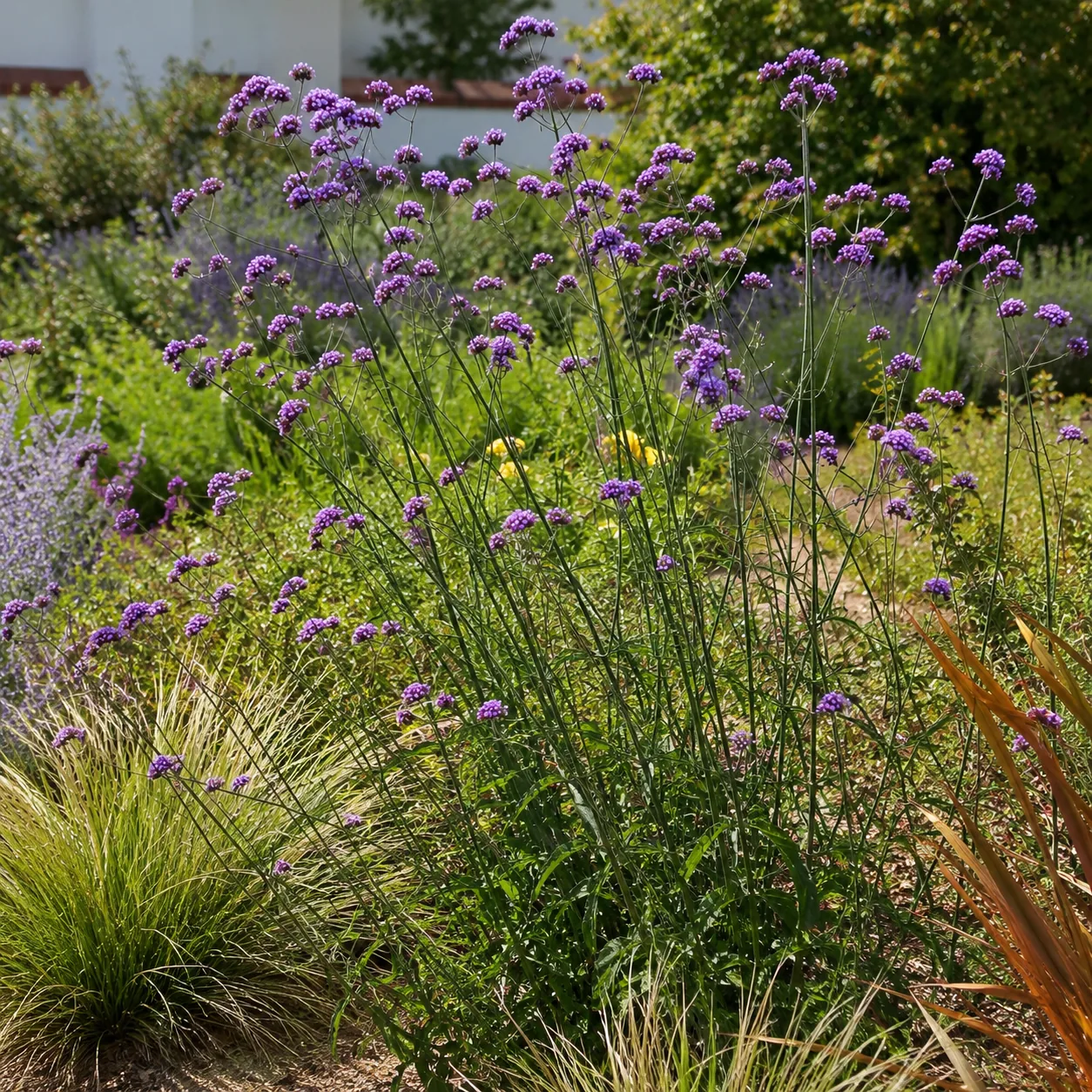 Realistic editorial photo of Verbena bonariensis growing in sunny drought tolerant flower bed in summer heat, realistic 
