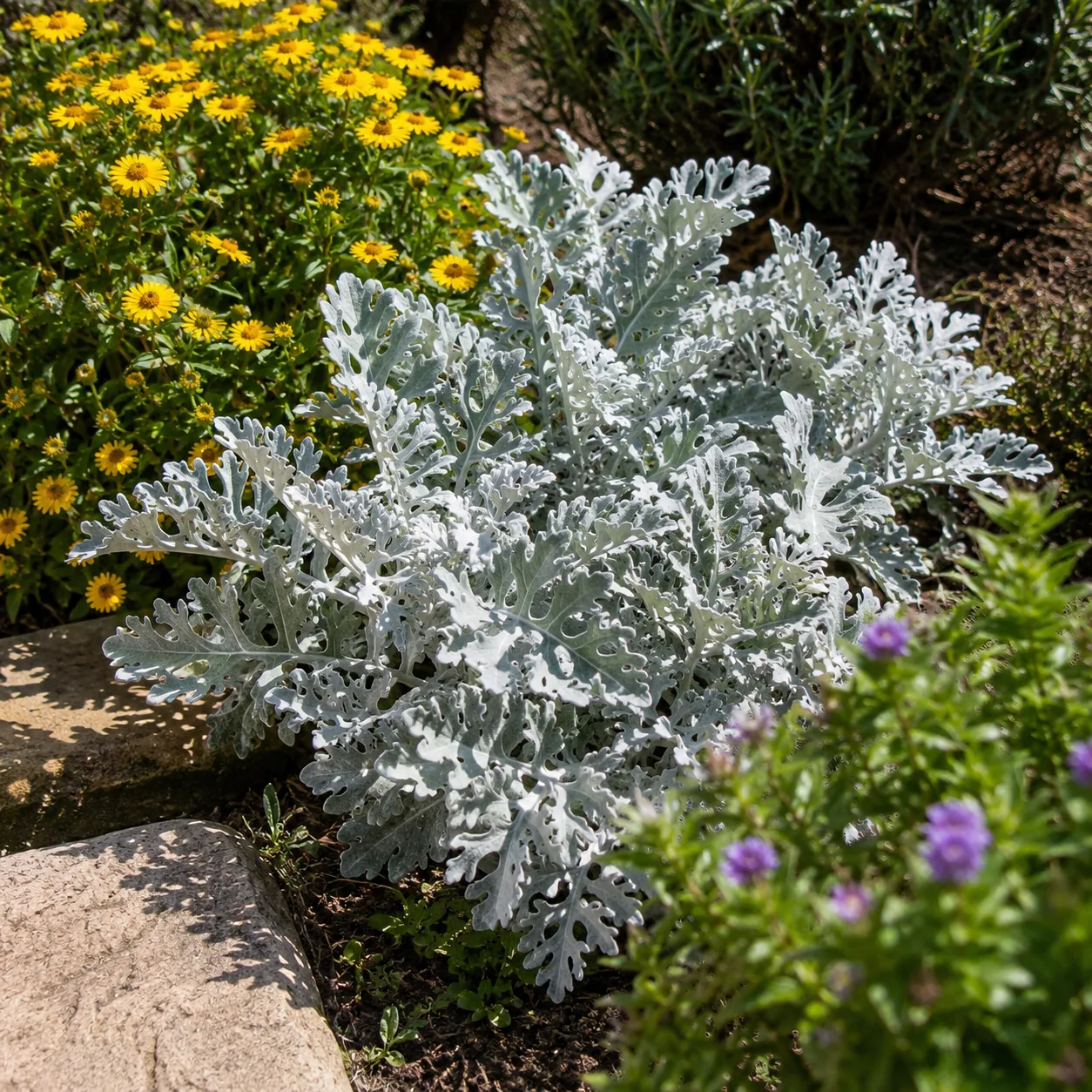 Realistic editorial photo of Dusty miller flowers growing in sunny drought tolerant flower bed in summer heat, realistic