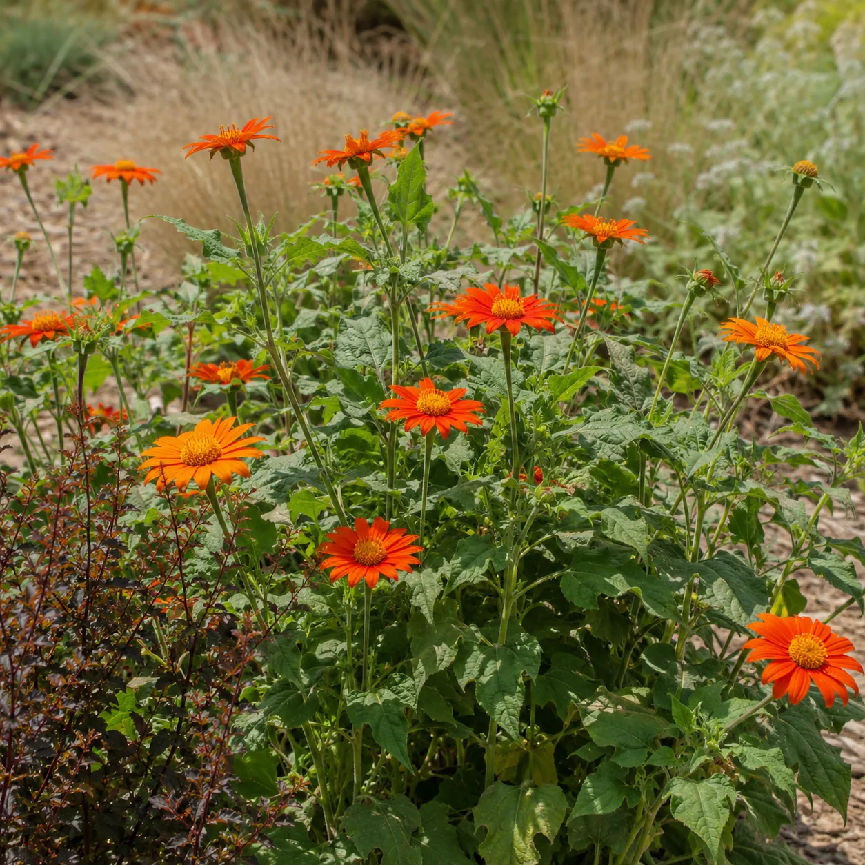 Realistic editorial photo of Tithonia growing in sunny drought tolerant flower bed in summer heat, realistic editorial p